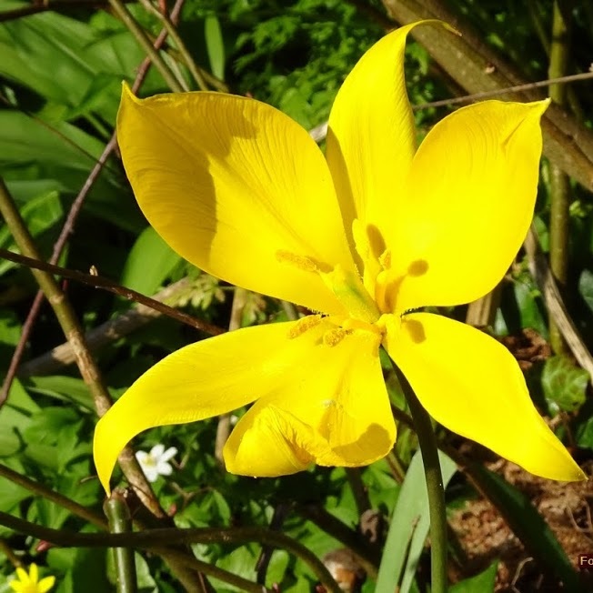 Planten