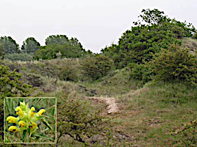 Natuurbescherming