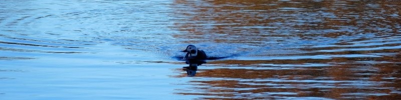 Vogelwerkgroep-foto’s