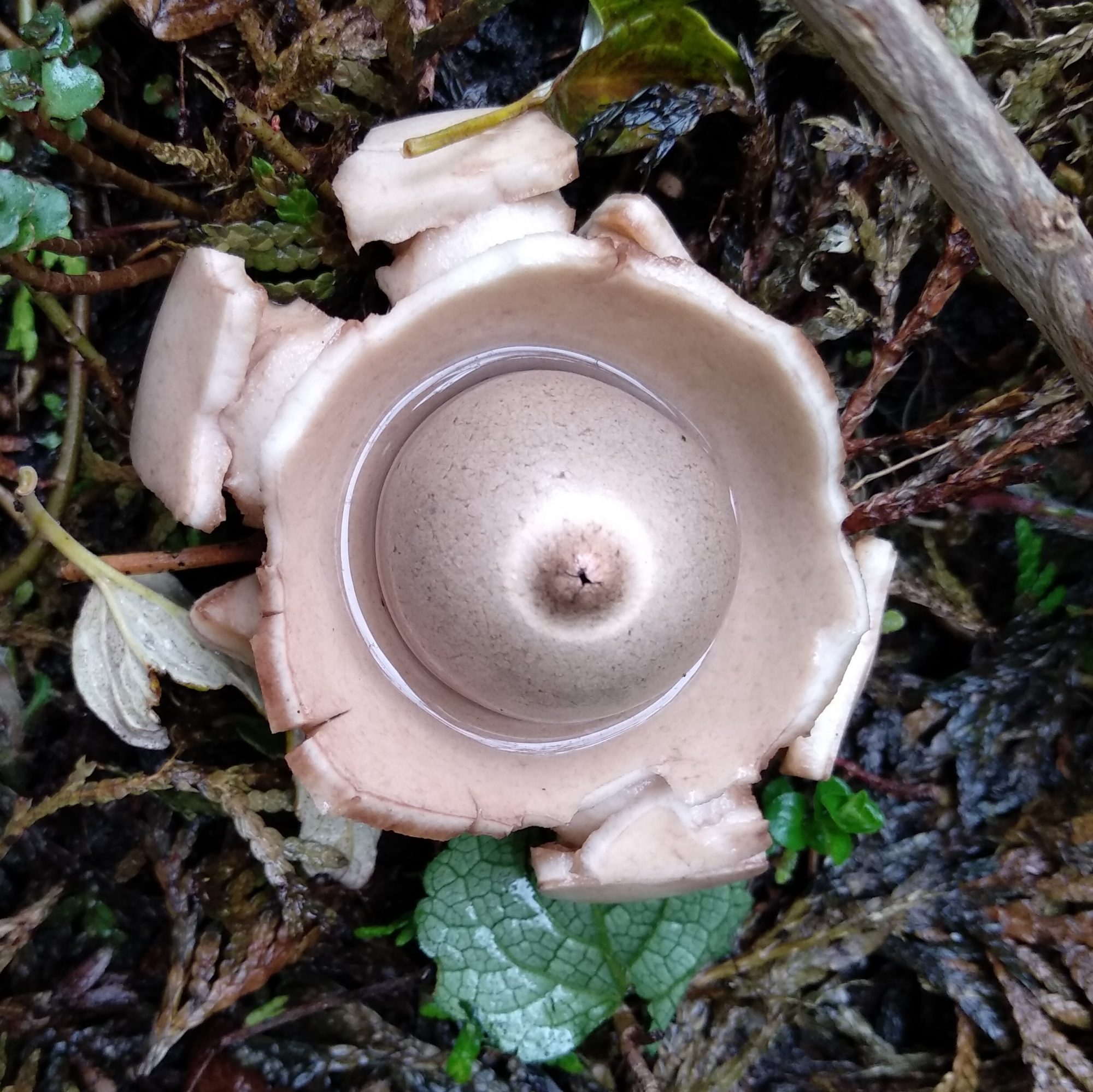 Paddenstoelen