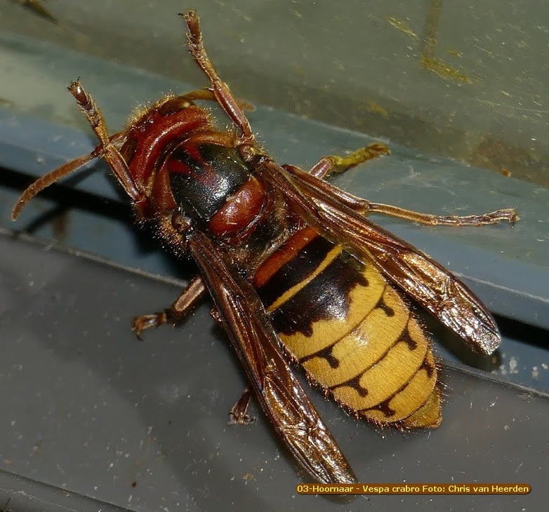 Insecten