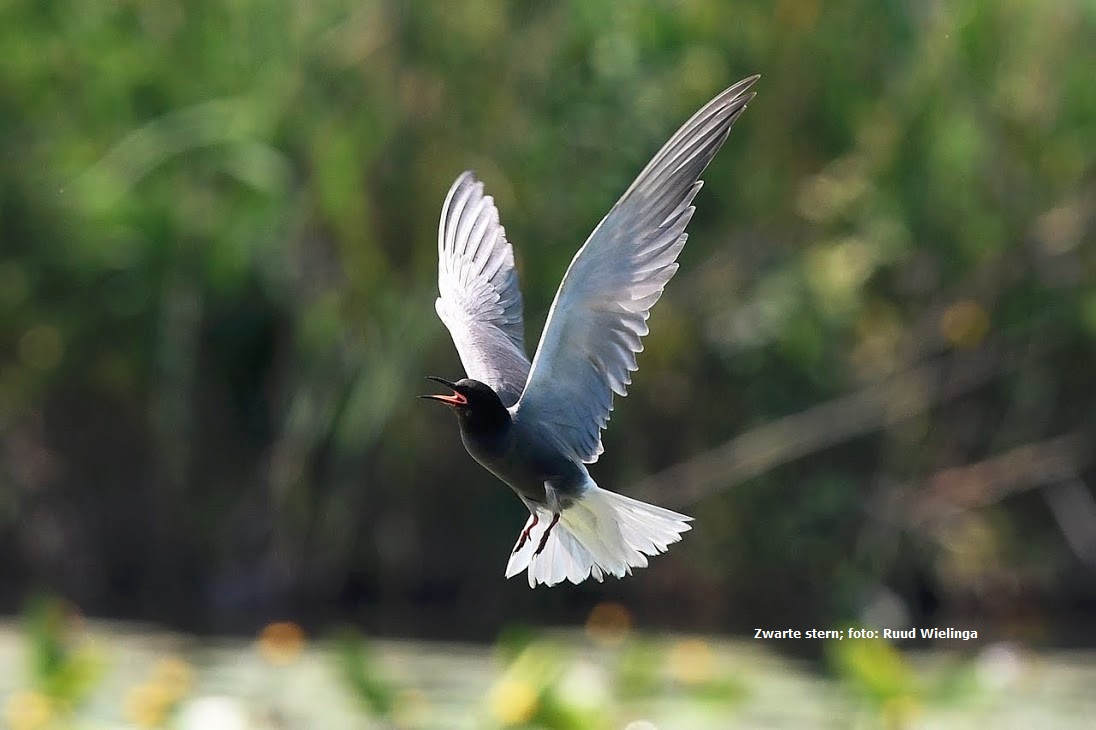 Vogels