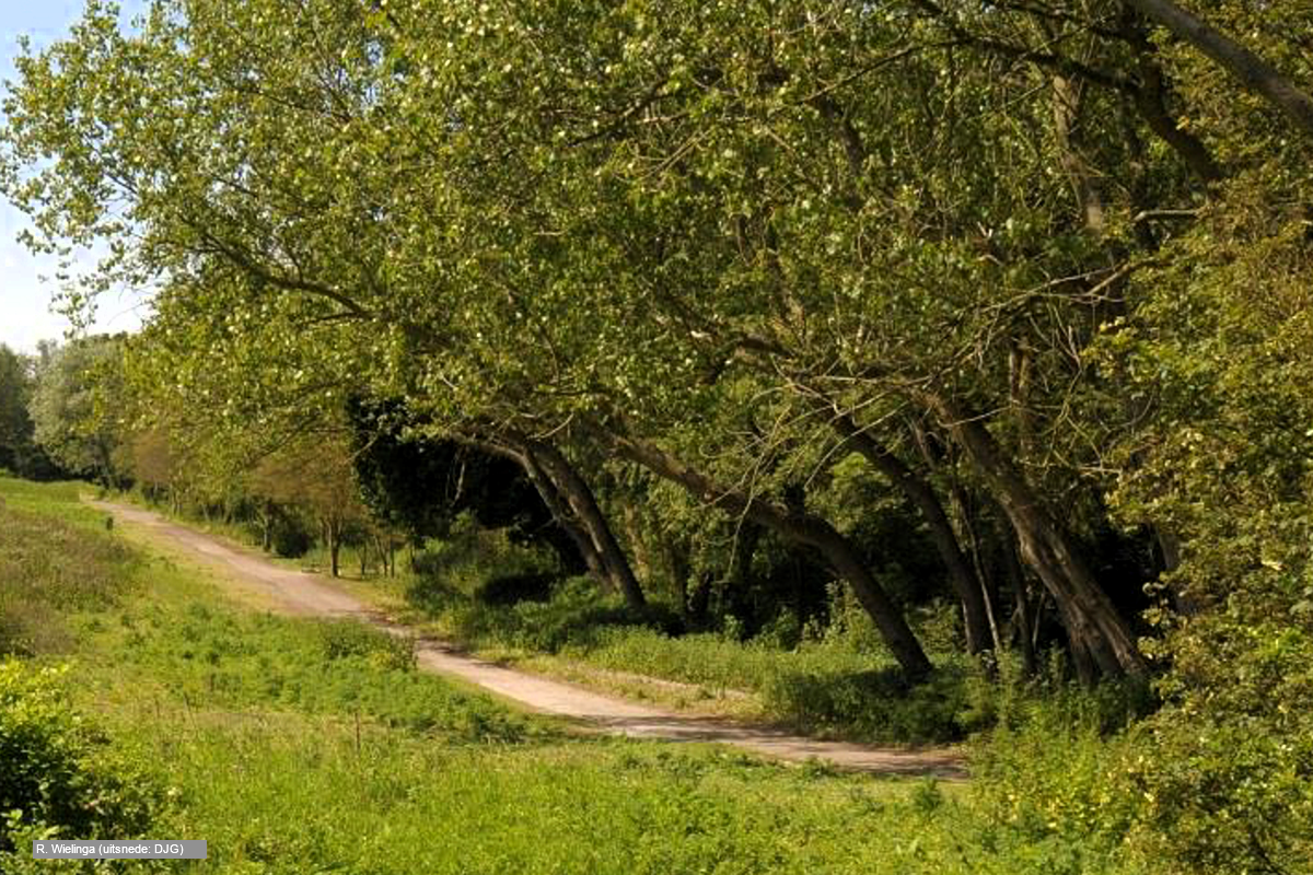 Ochtendexcursie Westduinen