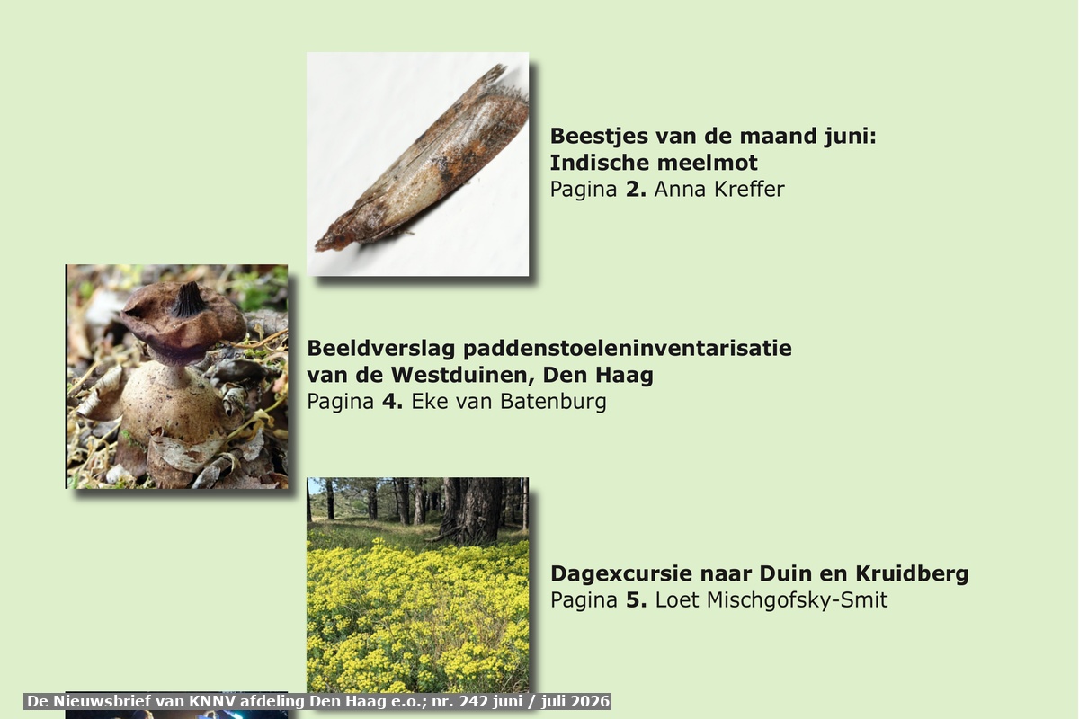 De Nieuwsbrief van KNNV afdeling Den Haag e.o.; 242, juni / juli 2026