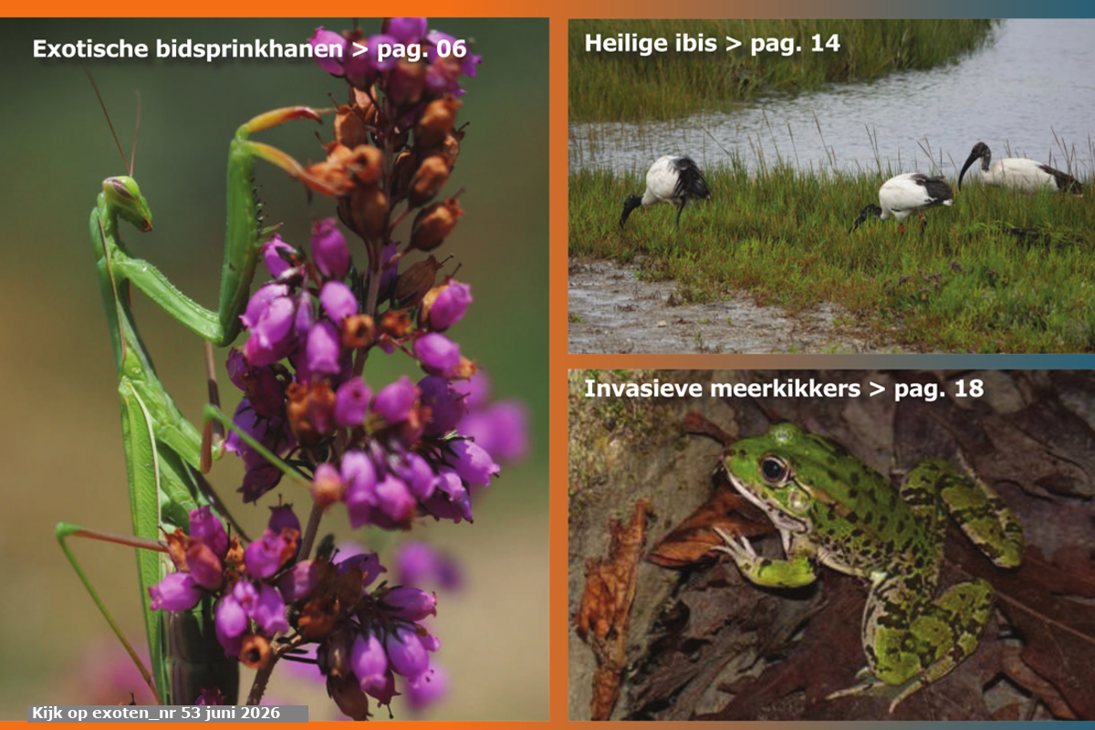 Kijk op Exoten, Jaargang 14 (2), nummer 53, juni 2026