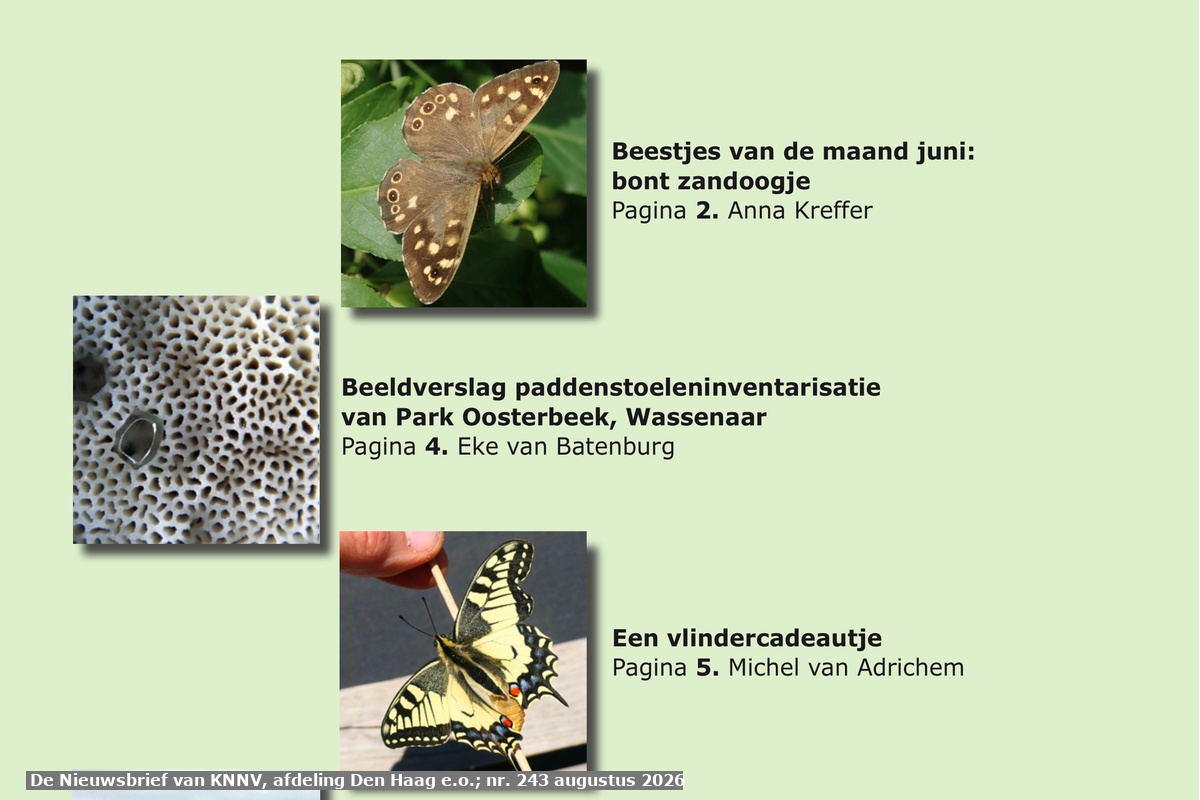 De Nieuwsbrief van KNNV afdeling Den Haag e.o.; 243, augustus 2026